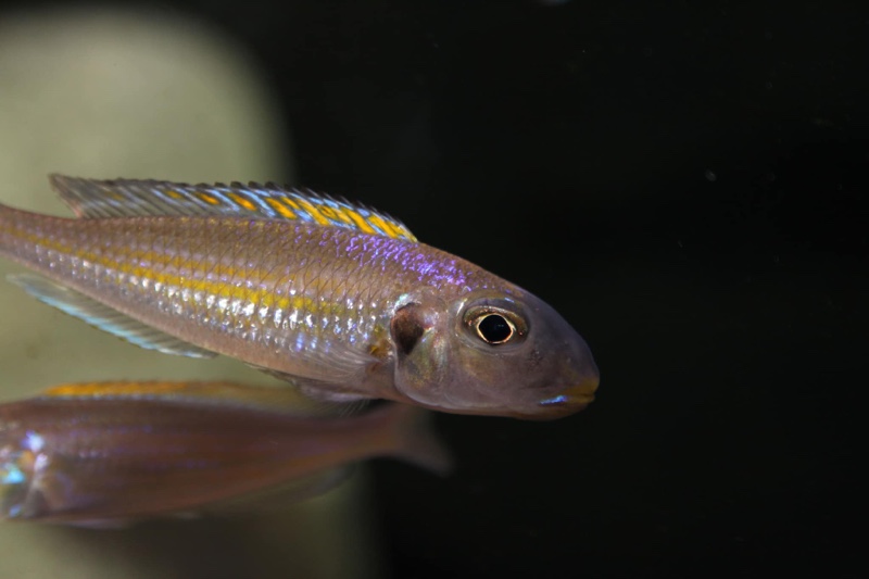 Xenotilapia sp. 'bathyphilus yellow' Isanga Bay